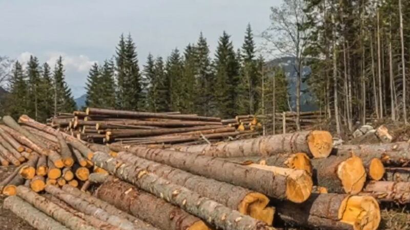 Despite a challenging last couple of years within the lumber industry due largely in part to...