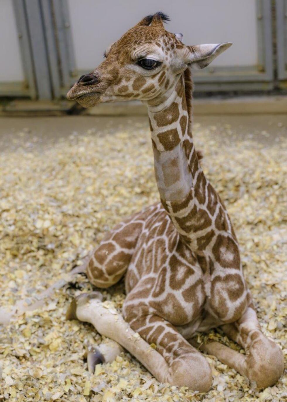 Omaha's Henry Doorly Zoo and Aquarium welcomed a baby giraffe over the weekend.